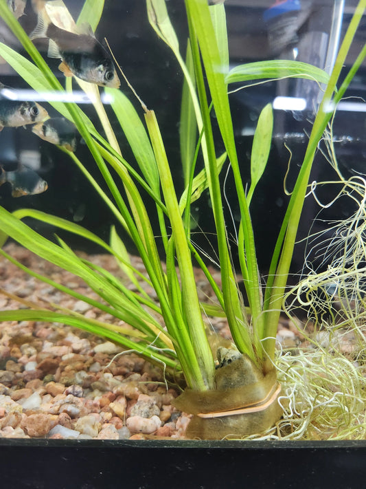 Small Amazon Aword Tropical Treasures Wyo