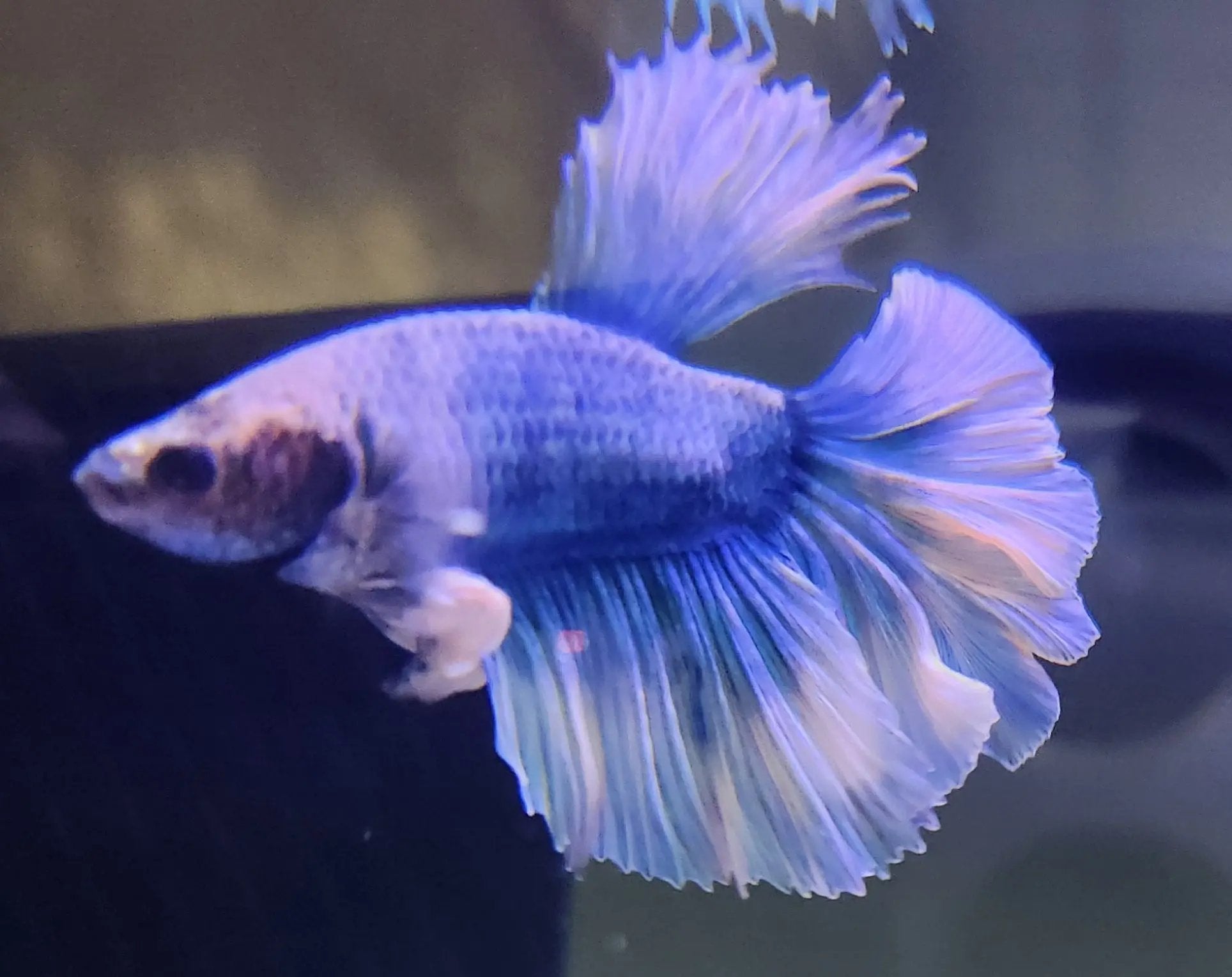 Male Halfmoon Butterfly Betta (Betta splendens) – vibrant blue and white butterfly-patterned betta fish displaying wide 180-degree tail spread in aquarium
