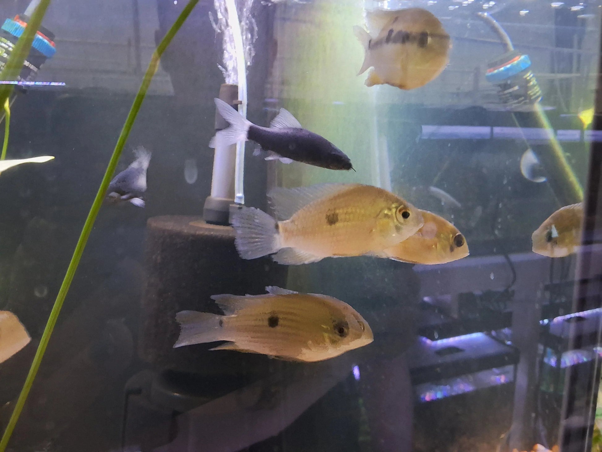 Aequidens metae – peaceful and colorful South American cichlid with blue-green body and red accents swimming in a planted freshwater aquarium