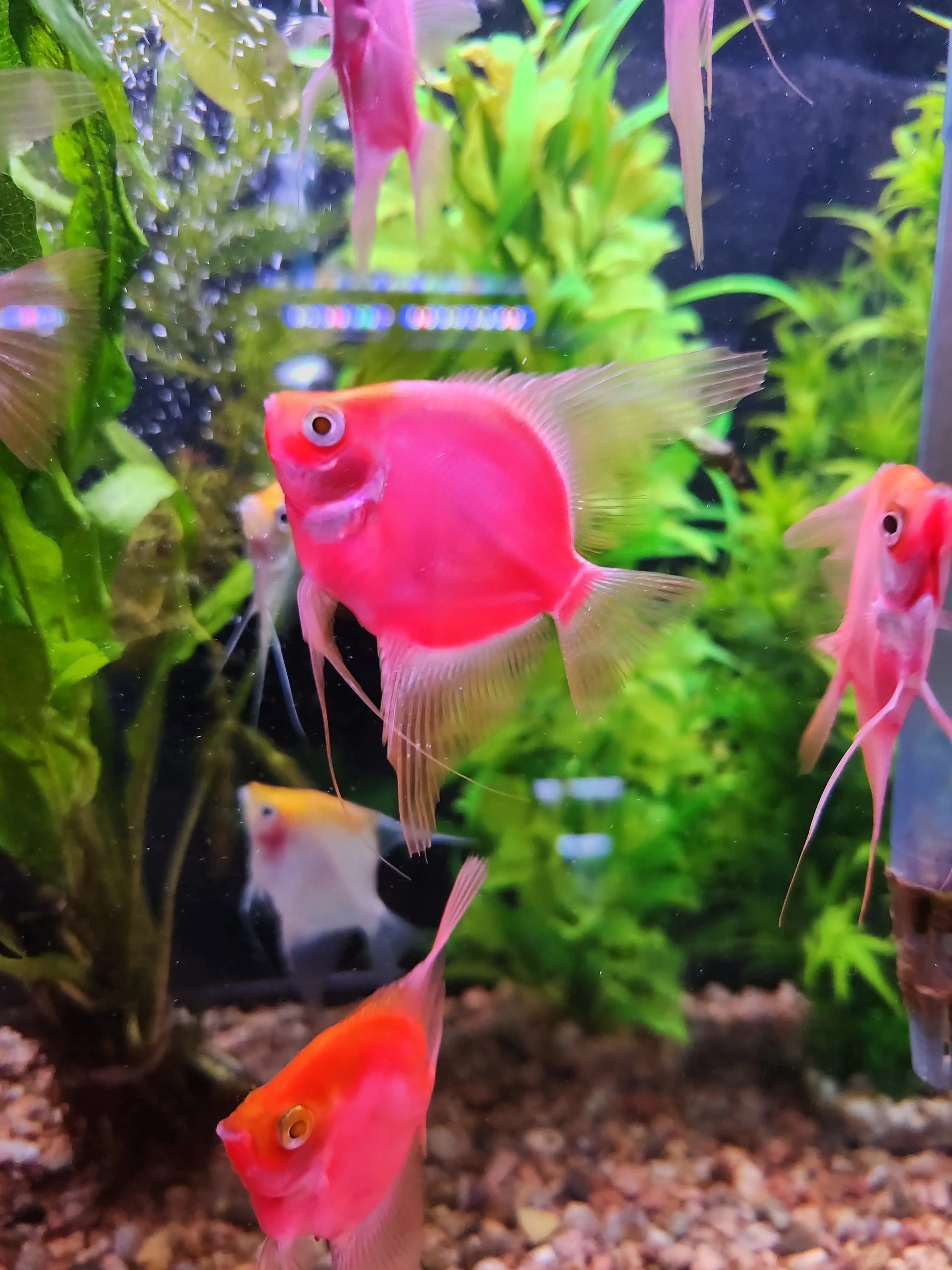 GLO Red Starfire Angelfish for sale