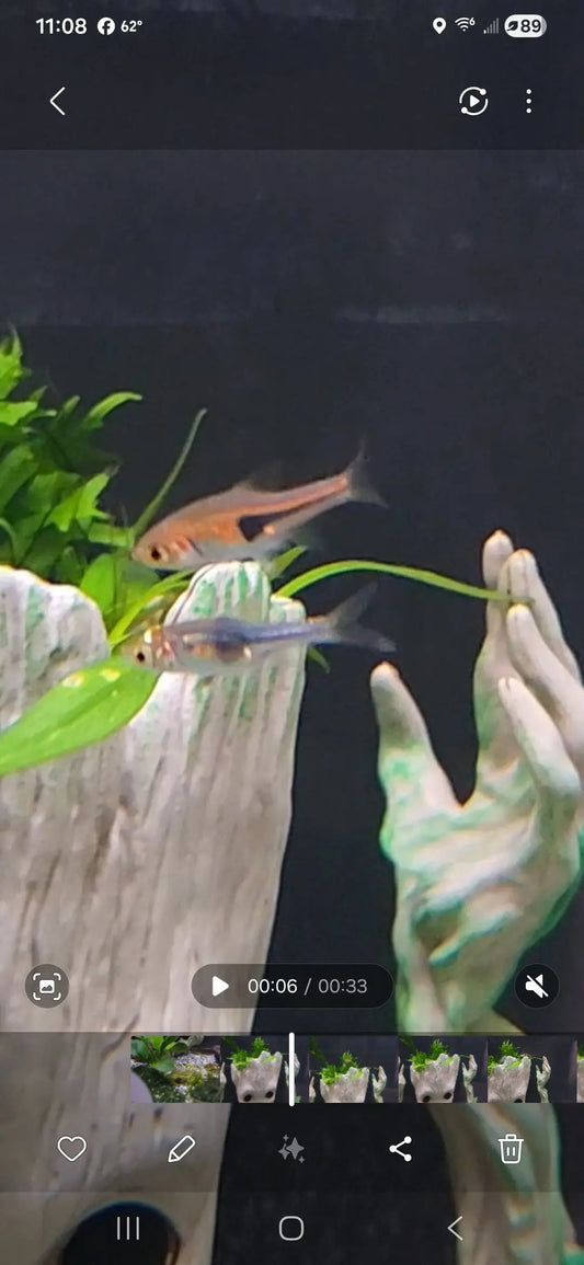 Hengel's Rasbora (Trigonostigma hengeli)