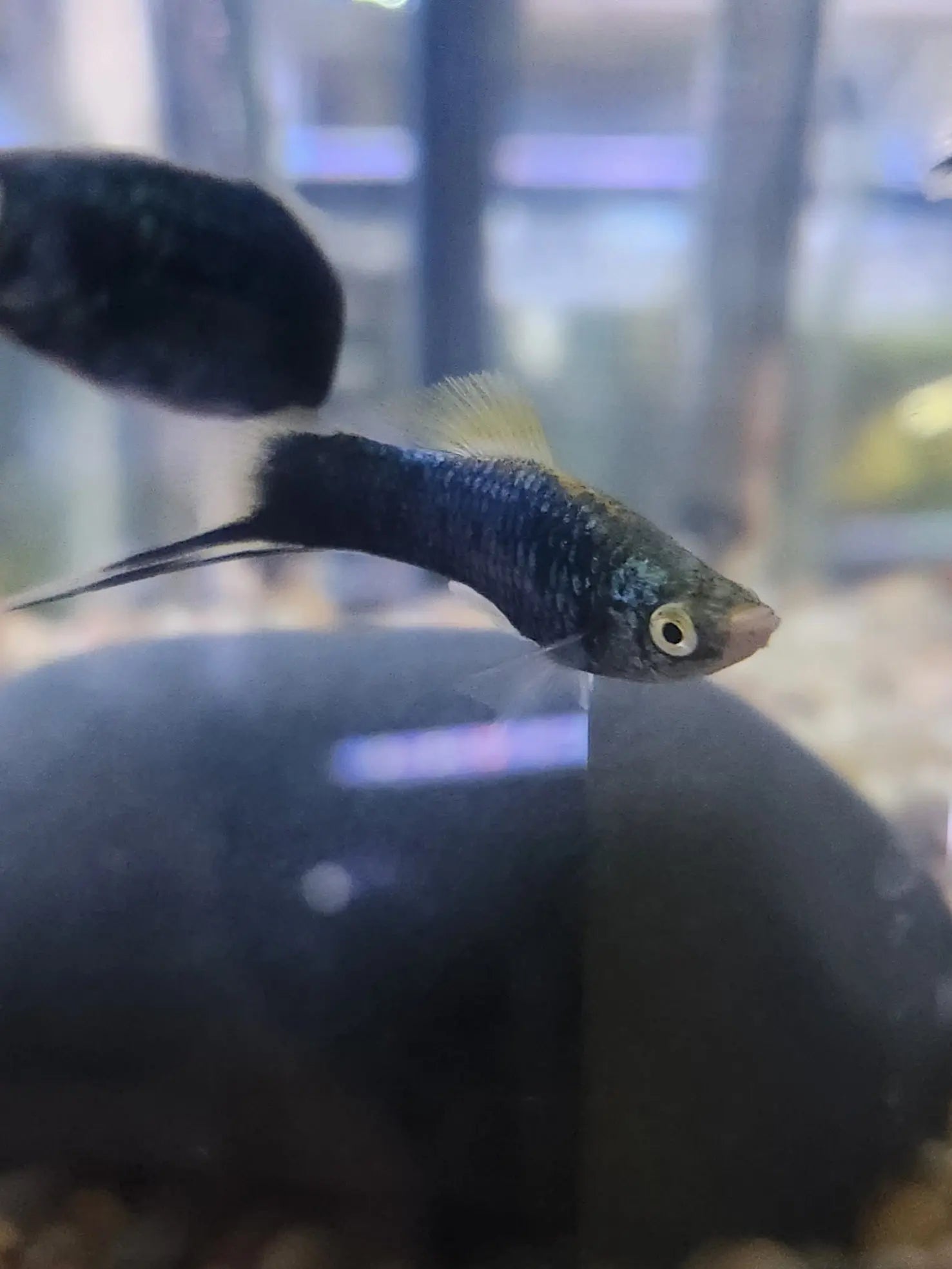 Black Hamburg Swordtail – deep black swordtail fish with elongated tail in a planted freshwater aquarium