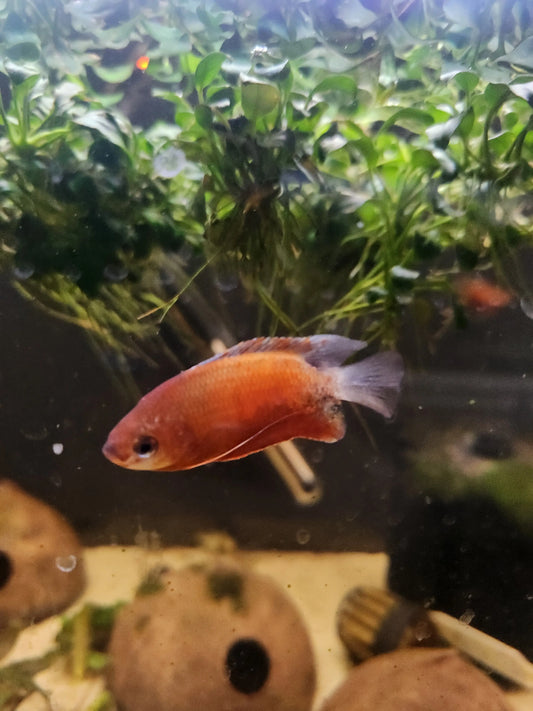 Red Honey Dwarf Gourami â€“ small red-orange freshwater gourami with peaceful temperament swimming in a planted community aquarium