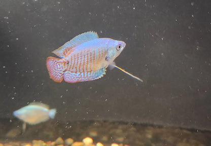 Green Neon Dwarf Gourami – bright green and blue iridescent nano gourami swimming in a planted freshwater aquarium