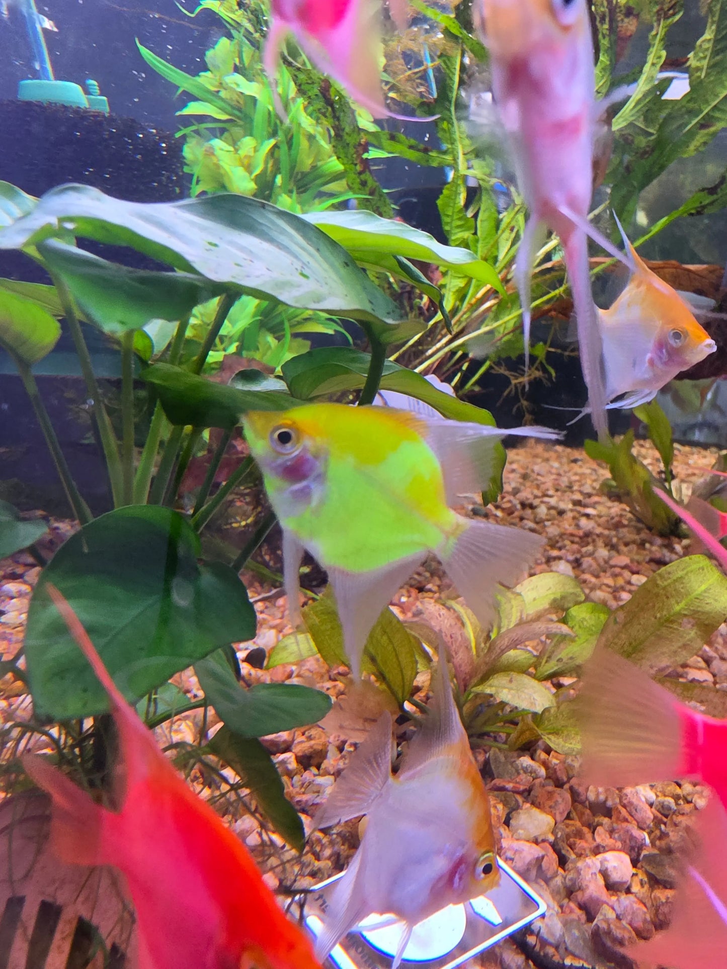 GLO Electric Green Angelfish