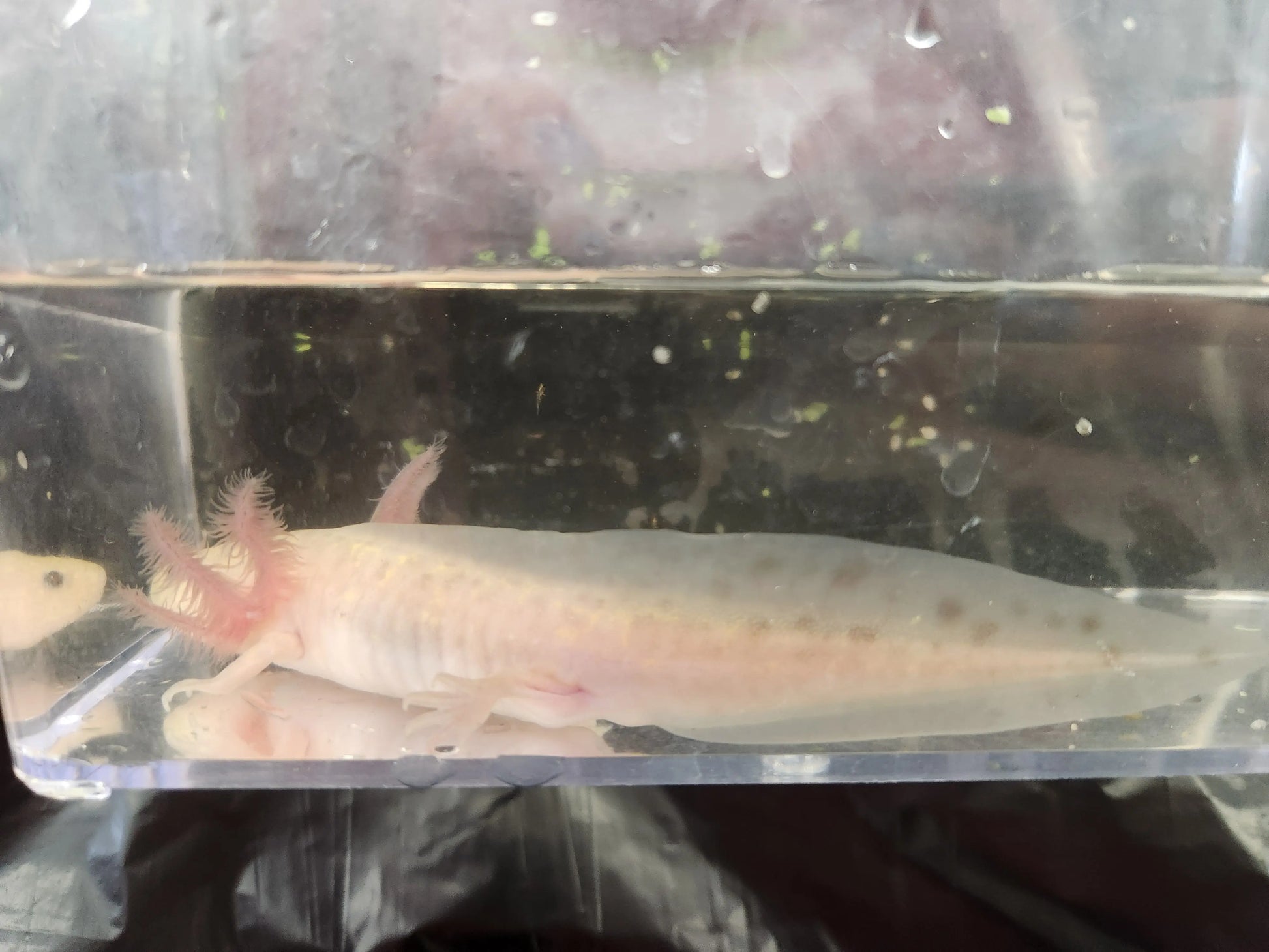 Lavender Axolotl – pastel purple axolotl with red gills resting on sand in a cool-water aquarium