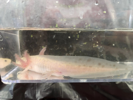 Lavender Axolotl – pastel purple axolotl with red gills resting on sand in a cool-water aquarium