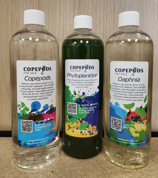 Live Copepods & Daphnia – nutritious live food for aquarium fish, fry, and invertebrates