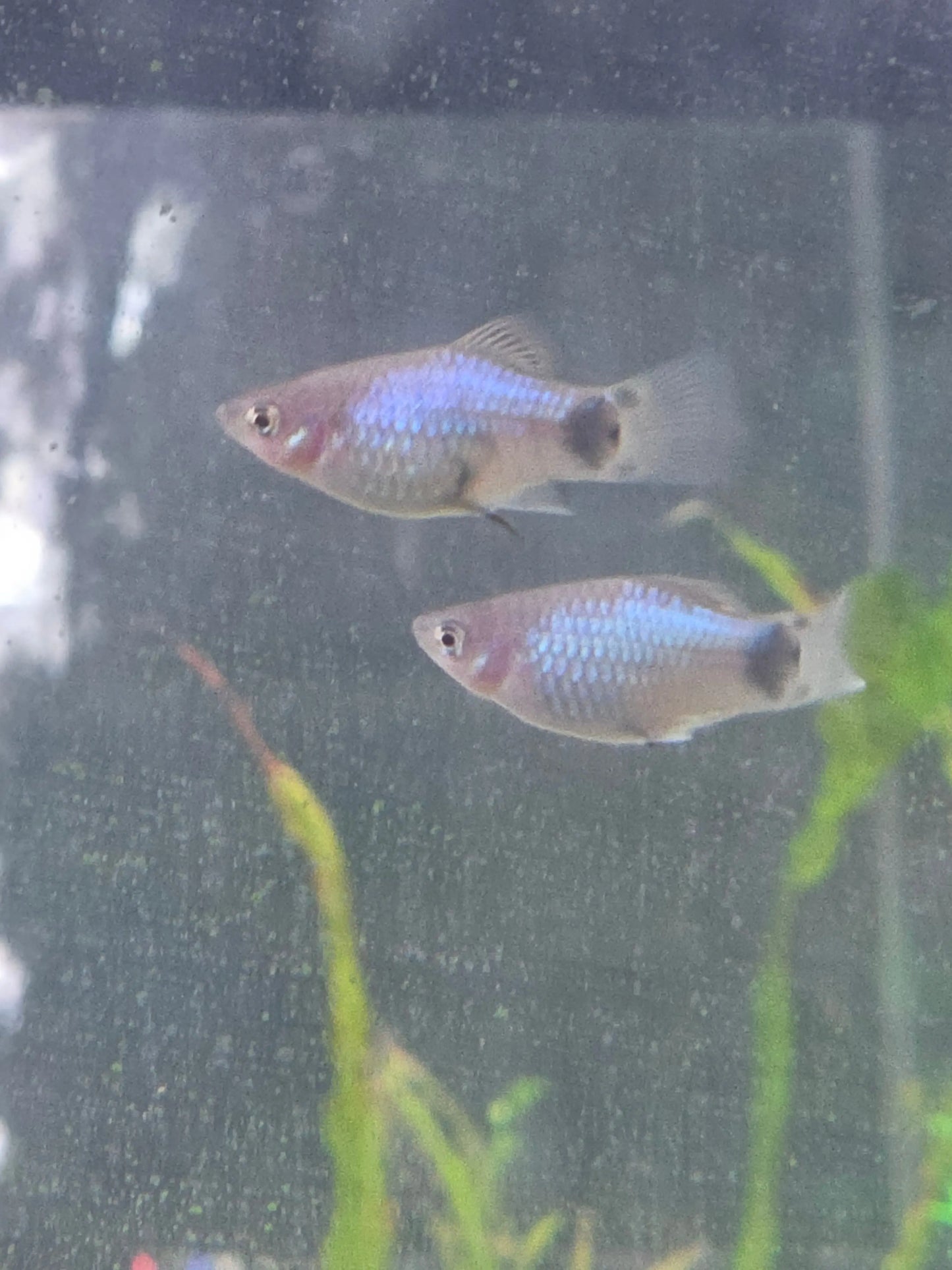 Neon Mickey Mouse Platy