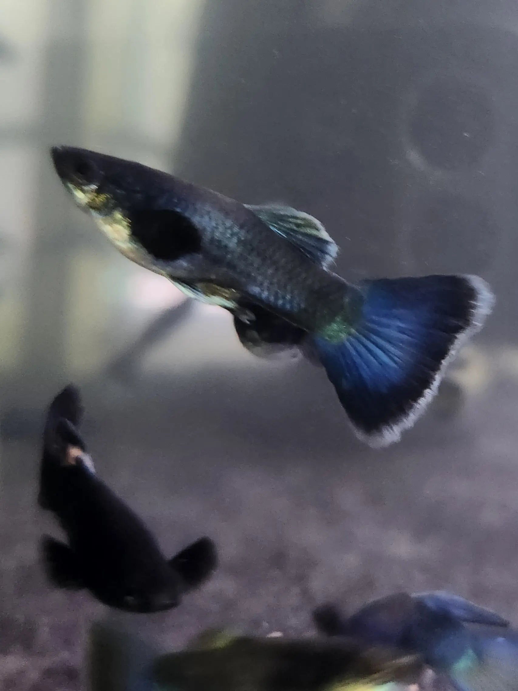 Guppy Blue Moscow (Males) Tropical Treasures Wyo LLC