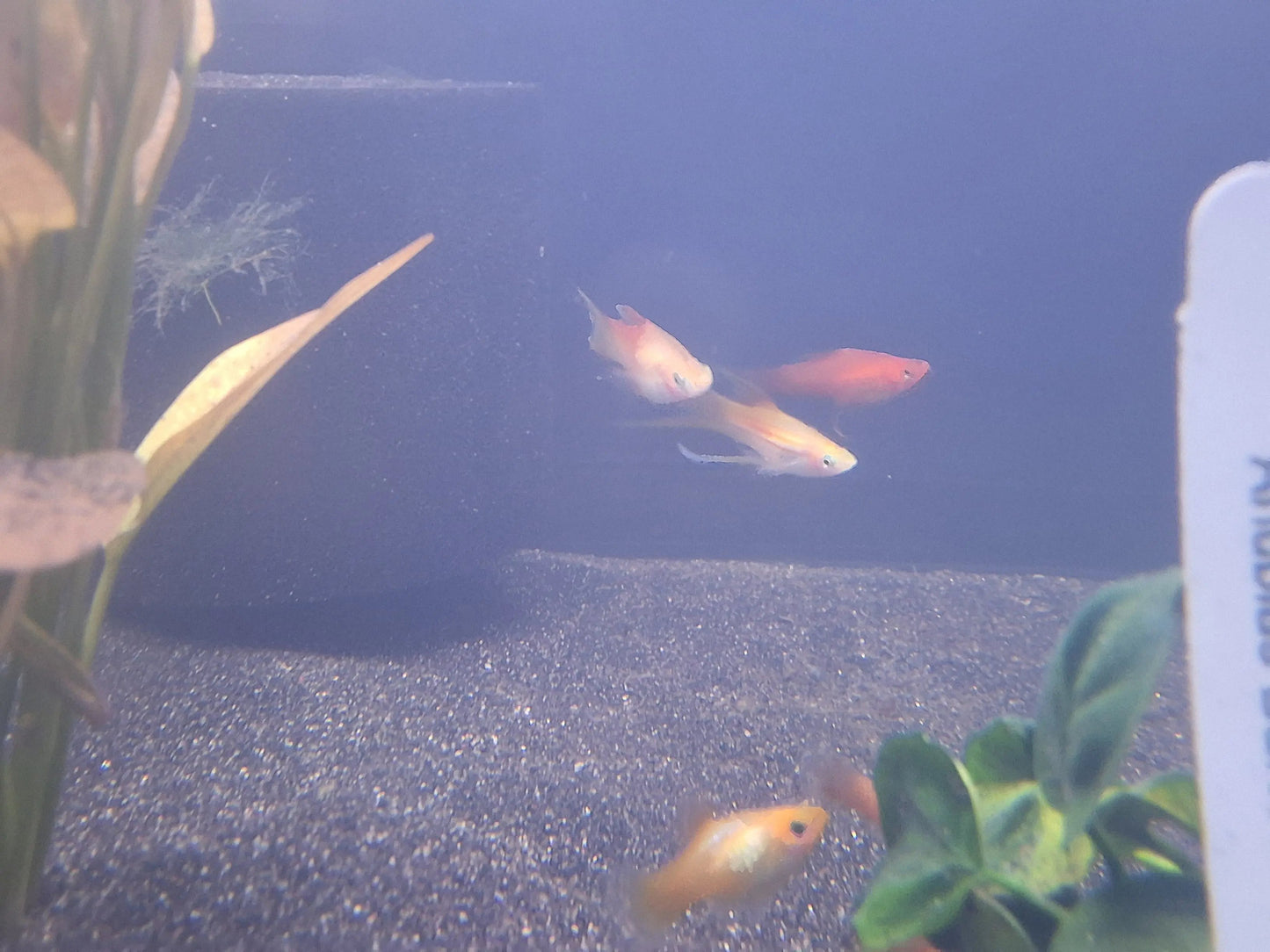 Lyretail Swordtail (Xiphophorus helleri) – colorful livebearer with long lyre-shaped tail swimming in a planted freshwater aquarium