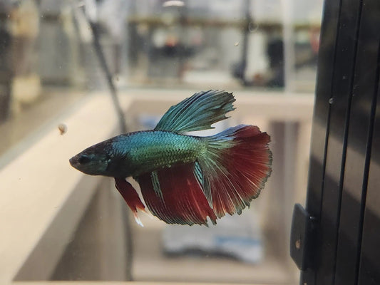 Male Halfmoon Betta (Betta splendens) – elegant Betta fish with flowing fins and full 180° half-moon tail spread in vibrant colors swimming in a planted freshwater aquarium
