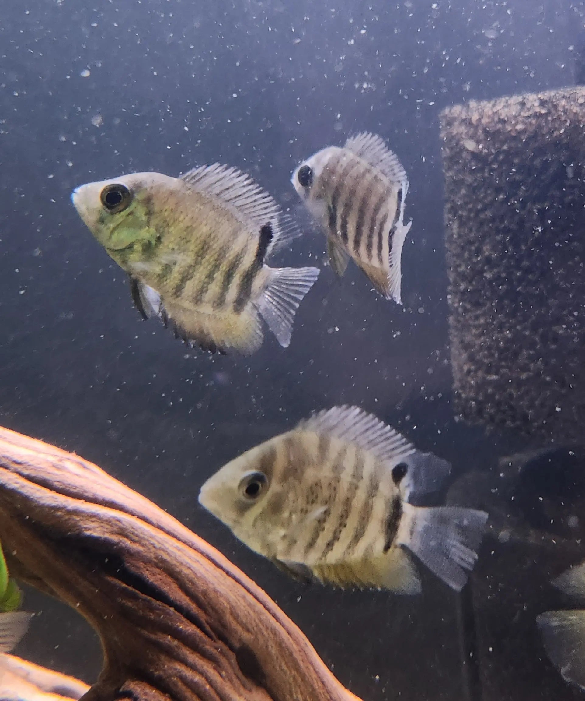 Green Severum Cichlid – soft green and gold South American cichlid swimming in a planted freshwater aquarium