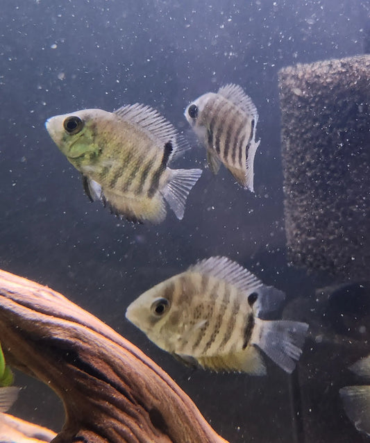 Green Severum Cichlid – soft green and gold South American cichlid swimming in a planted freshwater aquarium
