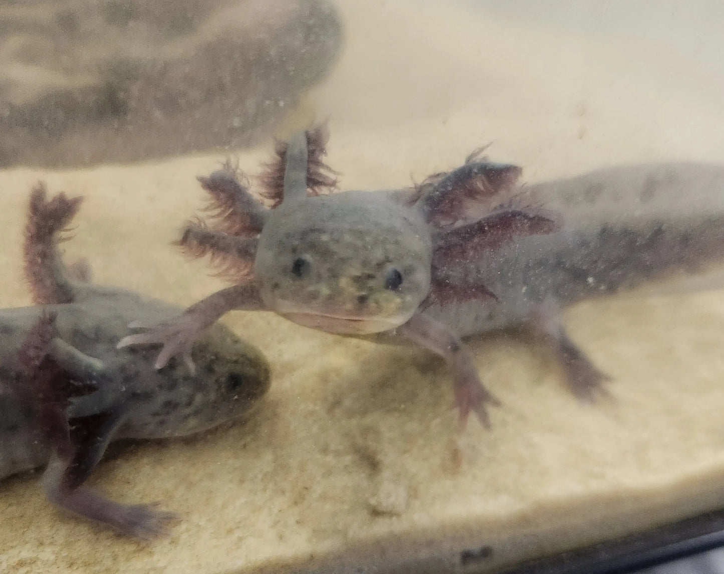 Silver Dalmatian Axolotl – light silver axolotl with black dalmatian spots resting on sand in a freshwater aquarium