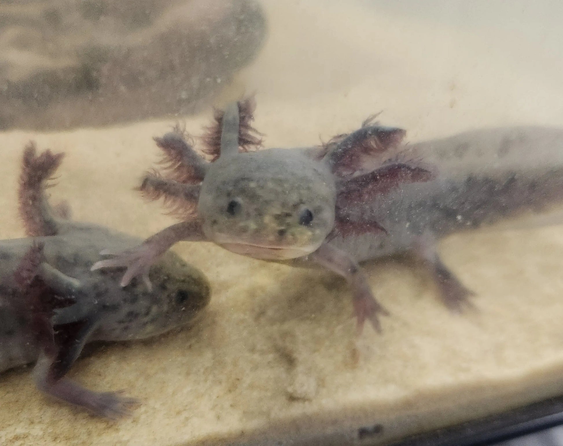 Silver Dalmatian Axolotl – light silver axolotl with black dalmatian spots resting on sand in a freshwater aquarium