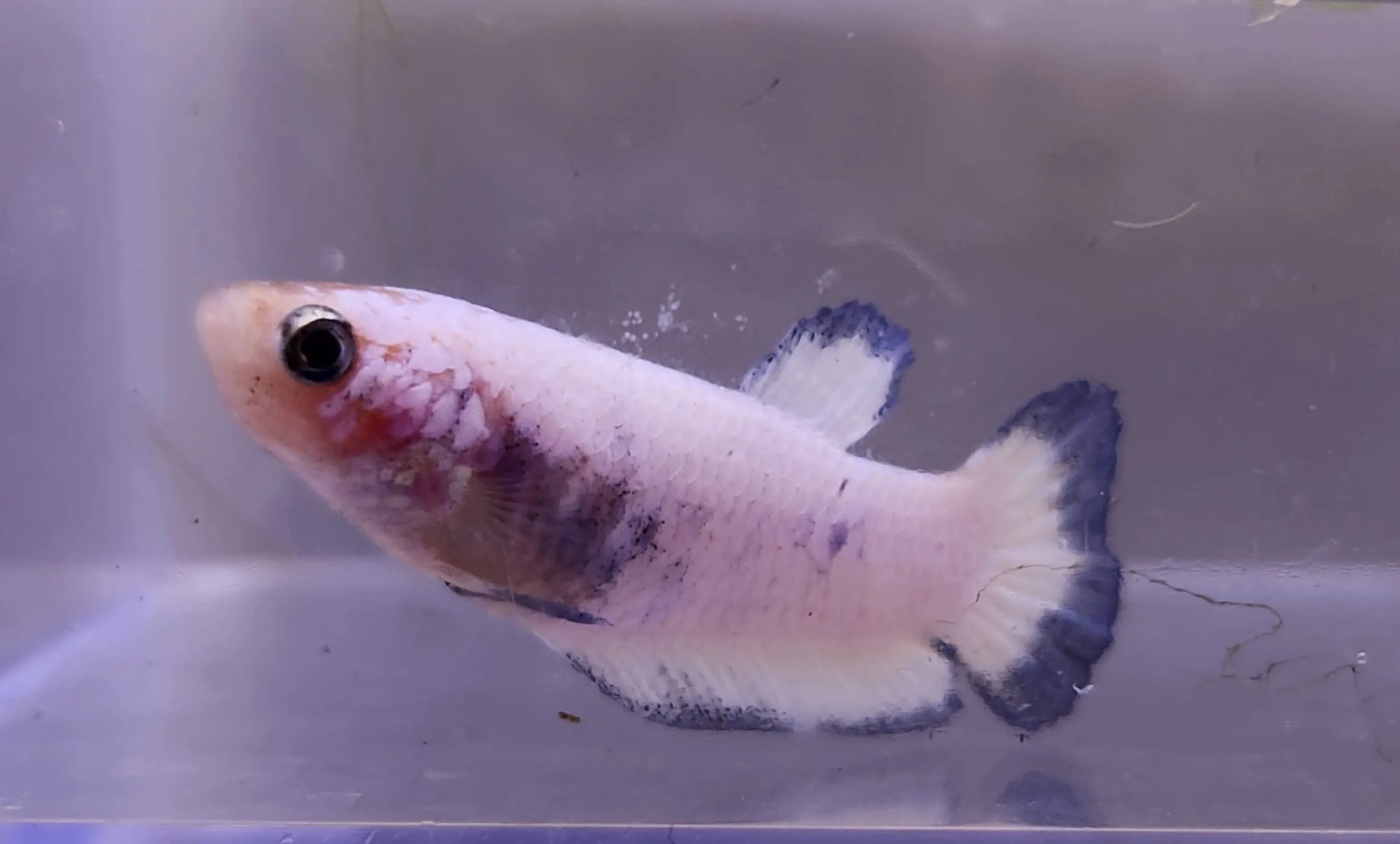 Blue Panda Betta Male – freshwater Betta splendens with bold panda-like pattern and shimmering blue coloration swimming in a planted aquarium.