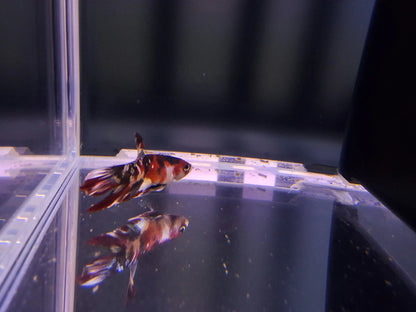 Male Nemo Betta (Betta splendens) – colorful Betta fish with vibrant orange, red, yellow, and blue marbled pattern and flowing fins swimming in a planted freshwater aquarium