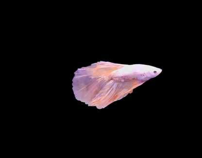 Male Golden Sunshine Betta (Betta splendens) – radiant golden-yellow Betta fish with flowing fins and shimmering scales swimming gracefully in a planted freshwater aquarium