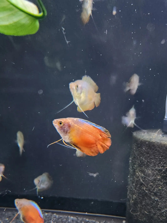 Red Neon Dwarf Gourami – bright red and neon blue nano gourami swimming in a planted freshwater aquarium