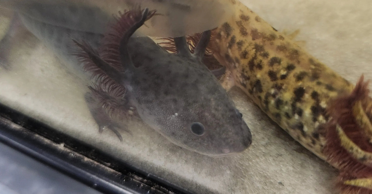 Black Melanoid Axolotl – Captive-Bred Amphibian