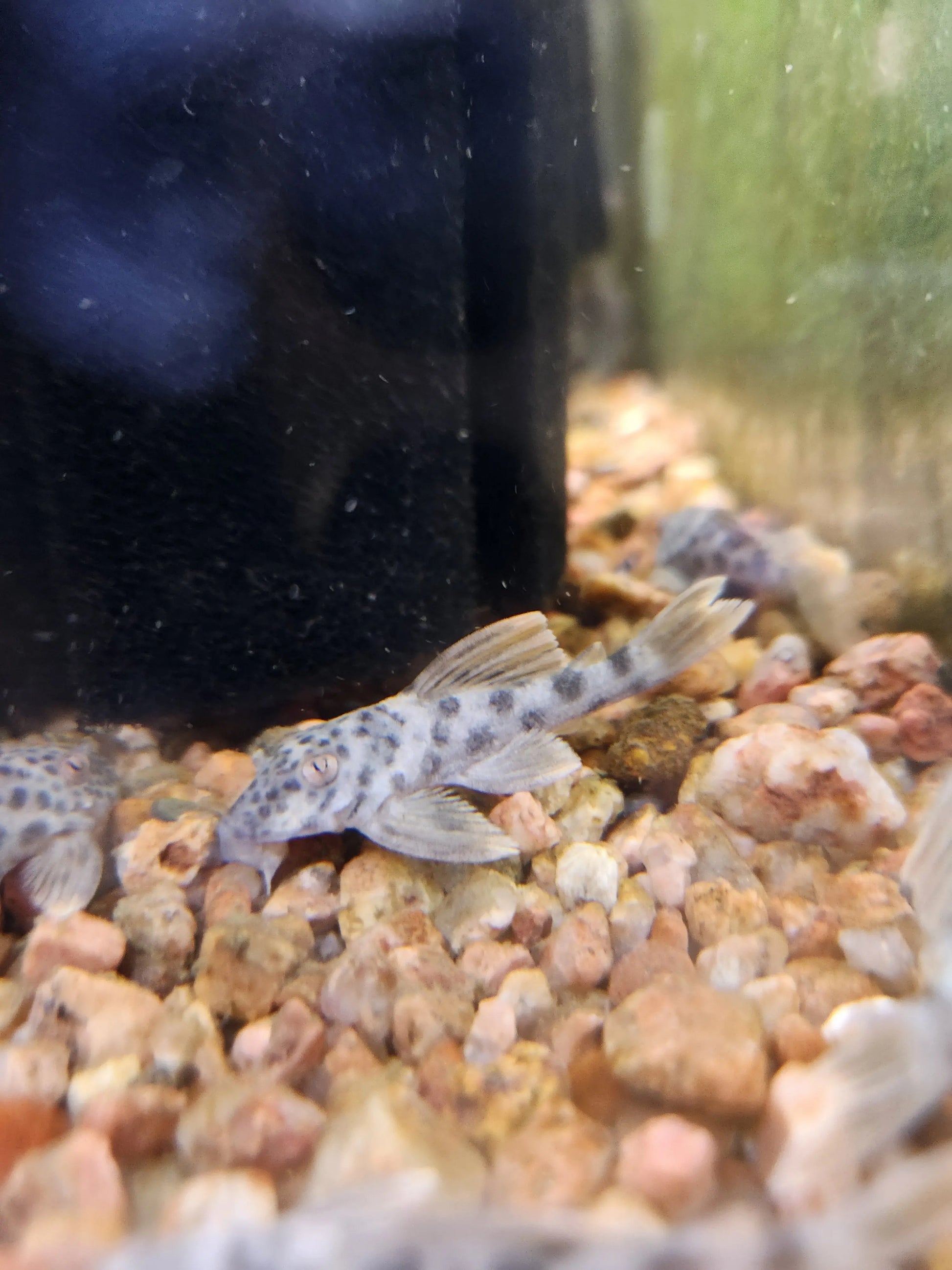 Ancistomus feldbergae – medium-sized spotted pleco resting on driftwood in a freshwater aquarium