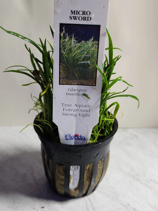 Micro Sword Tropical Treasures Wyo