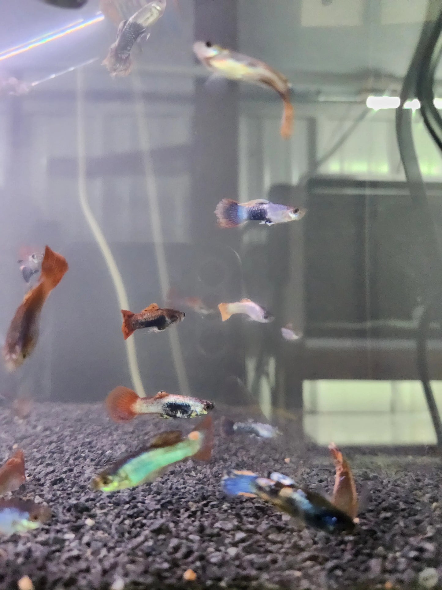 Purple Arctic Guppy (Male) Tropical Treasures Wyo LLC
