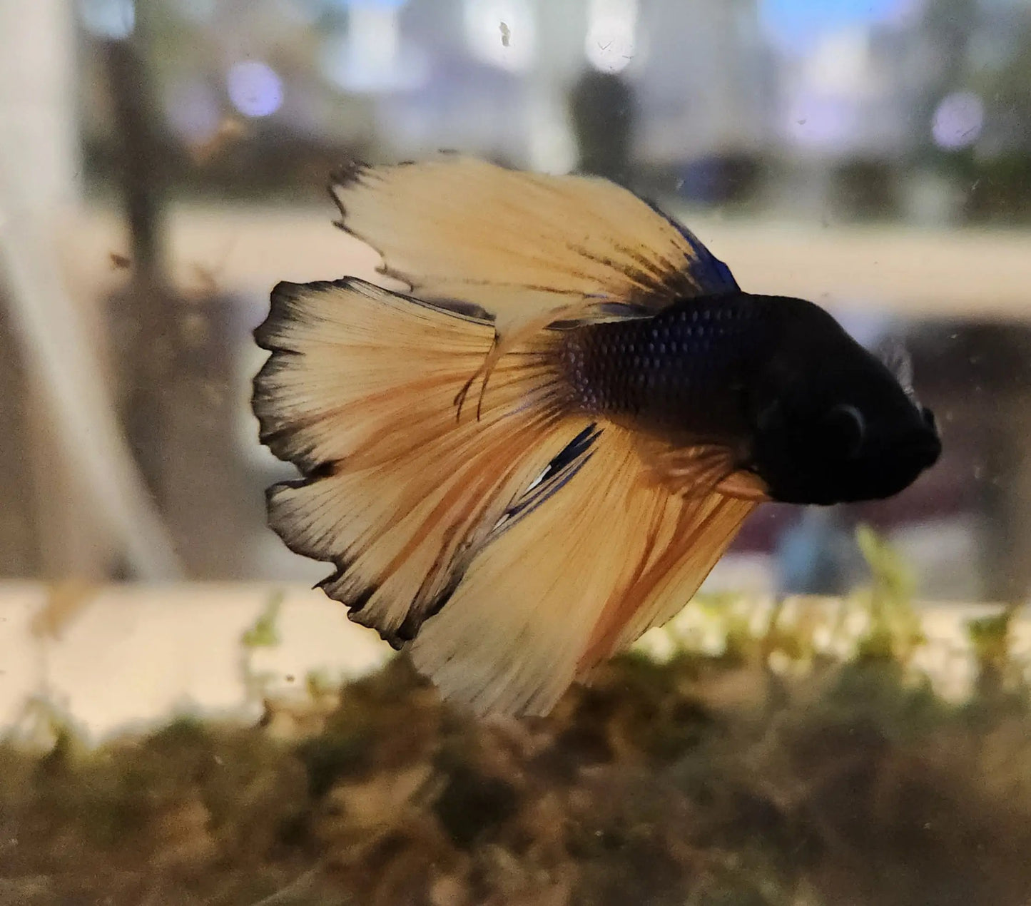 Male Mustard Fancy Betta (Betta splendens) – elegant Betta fish with deep blue body and bright yellow fins displaying contrasting mustard coloration swimming in a planted freshwater aquarium