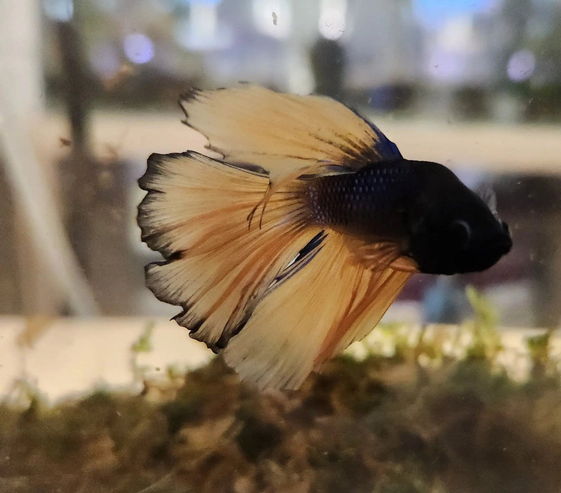 Male Mustard Fancy Betta (Betta splendens) – elegant Betta fish with deep blue body and bright yellow fins displaying contrasting mustard coloration swimming in a planted freshwater aquarium