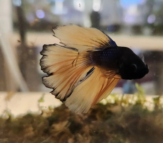 Male Mustard Fancy Betta (Betta splendens) – elegant Betta fish with deep blue body and bright yellow fins displaying contrasting mustard coloration swimming in a planted freshwater aquarium