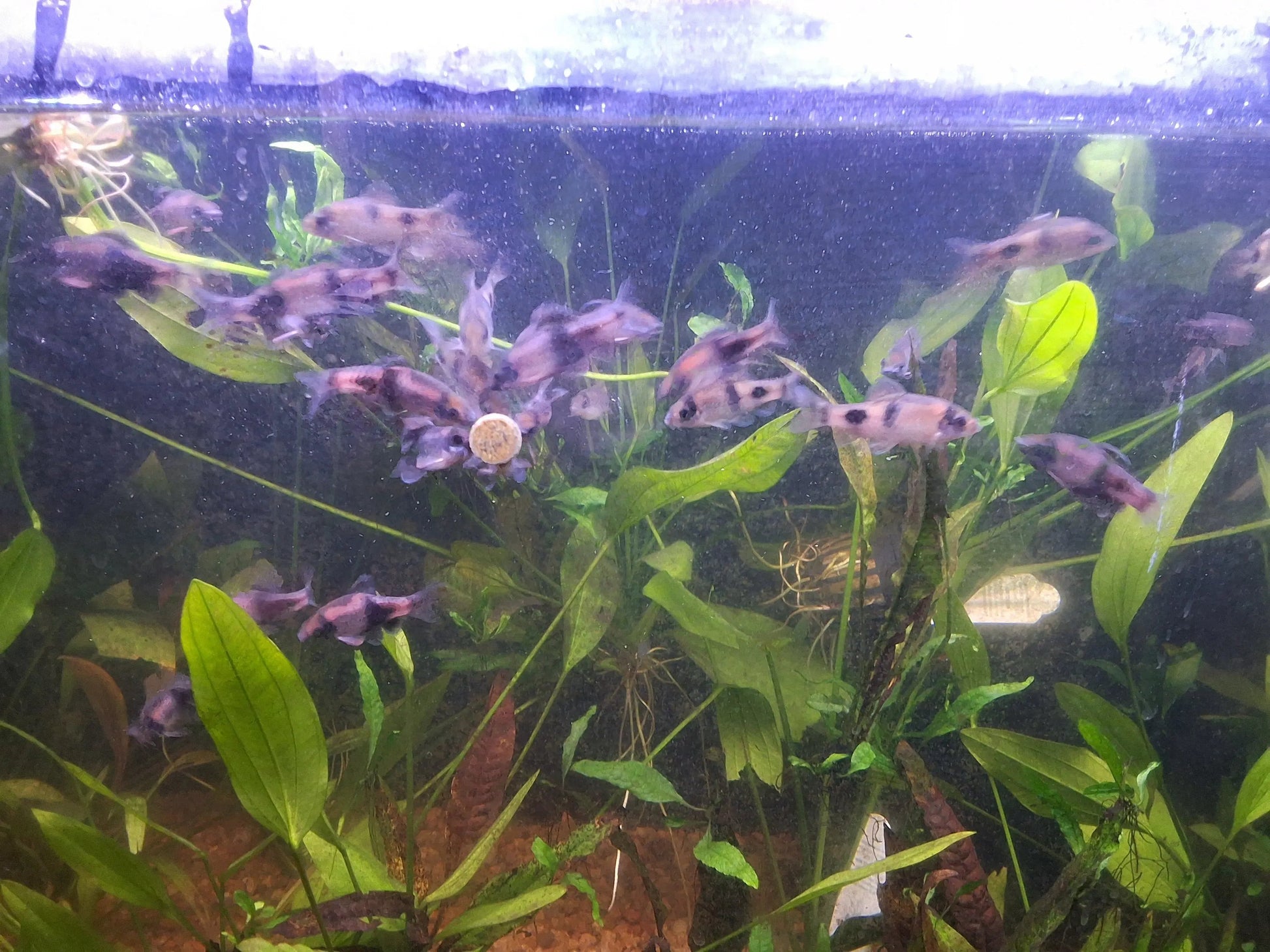 Melon Barb (Haludaria fasciata) – peaceful freshwater barb with warm orange and golden body tones and subtle vertical stripes swimming in a planted community aquarium