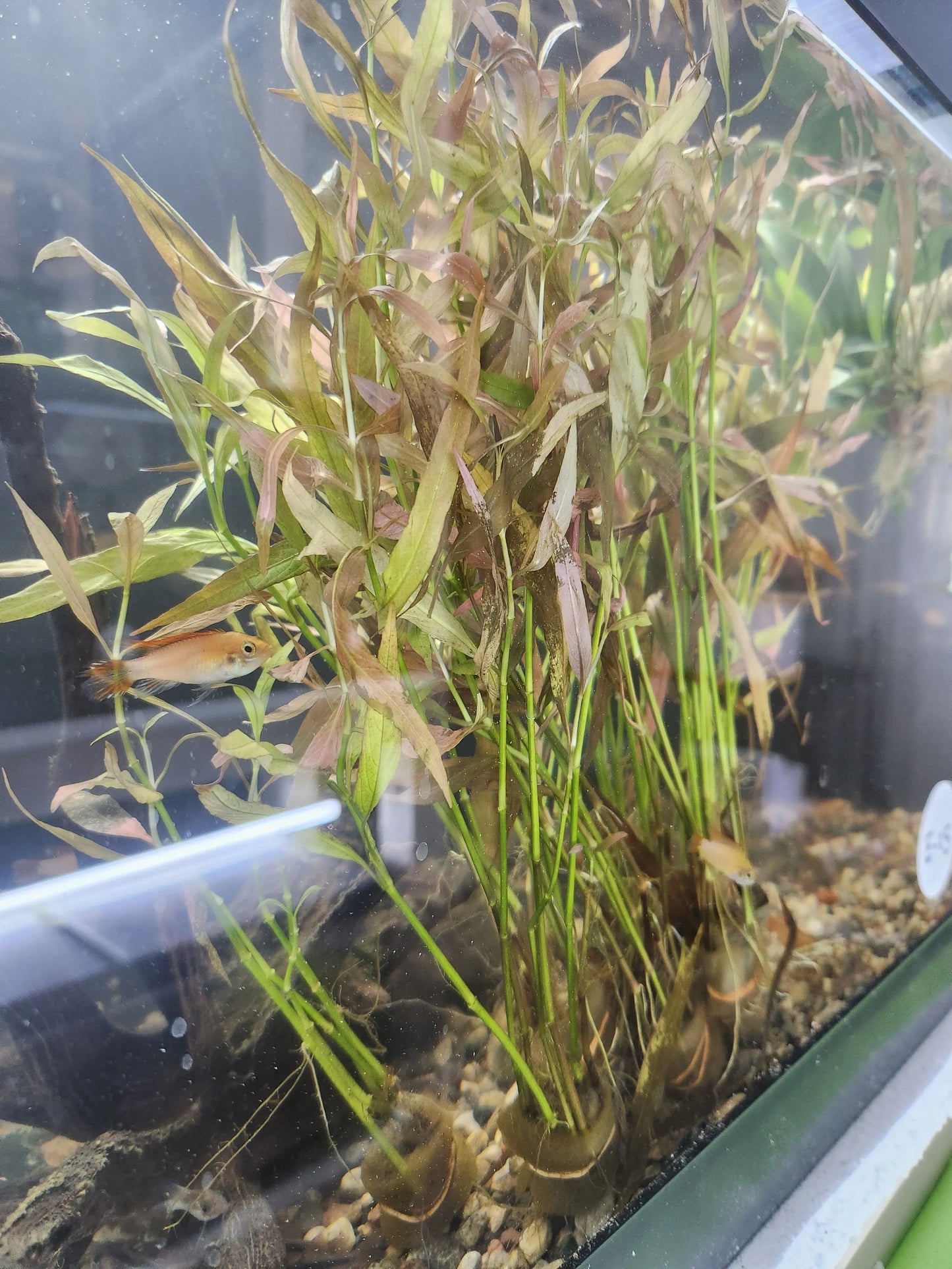 Hygrophila Red aquarium plant with vibrant red leaves in freshwater tank