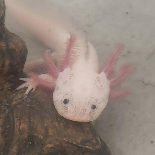 Dirty Masked Lucy Axolotl – unique leucistic axolotl morph with dark facial mask markings, freshwater amphibian popular in aquariums and exotic pet setups.