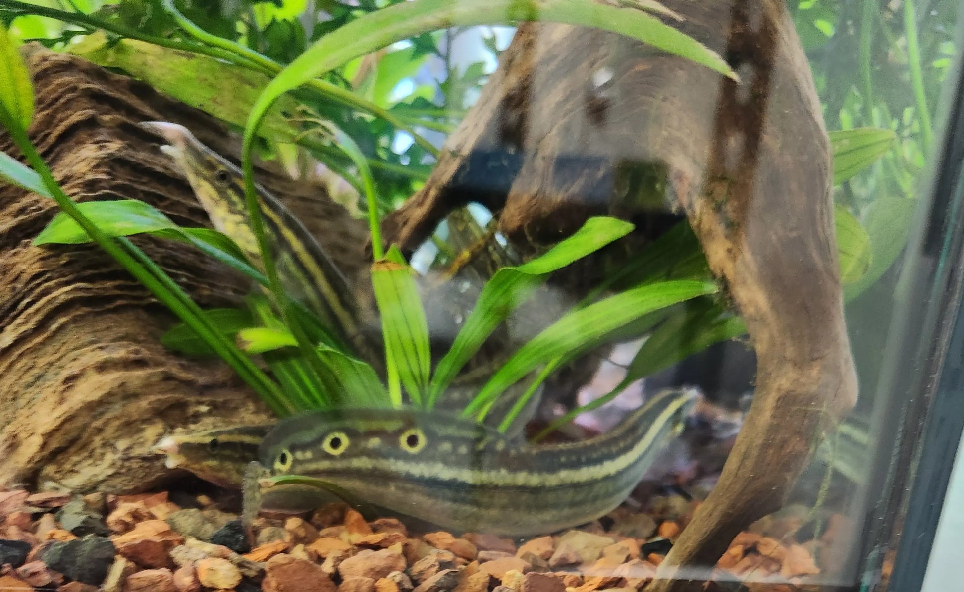 Indian Peacock Eel (Macrognathus aral) – slender freshwater eel with yellow and black peacock eye spots burrowing in sand