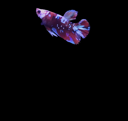 Male Plakat Koi Galaxy Betta (Betta splendens) – short-finned Betta with striking red, blue, white, and orange marbled galaxy pattern swimming in a planted freshwater aquarium, bold and colorful