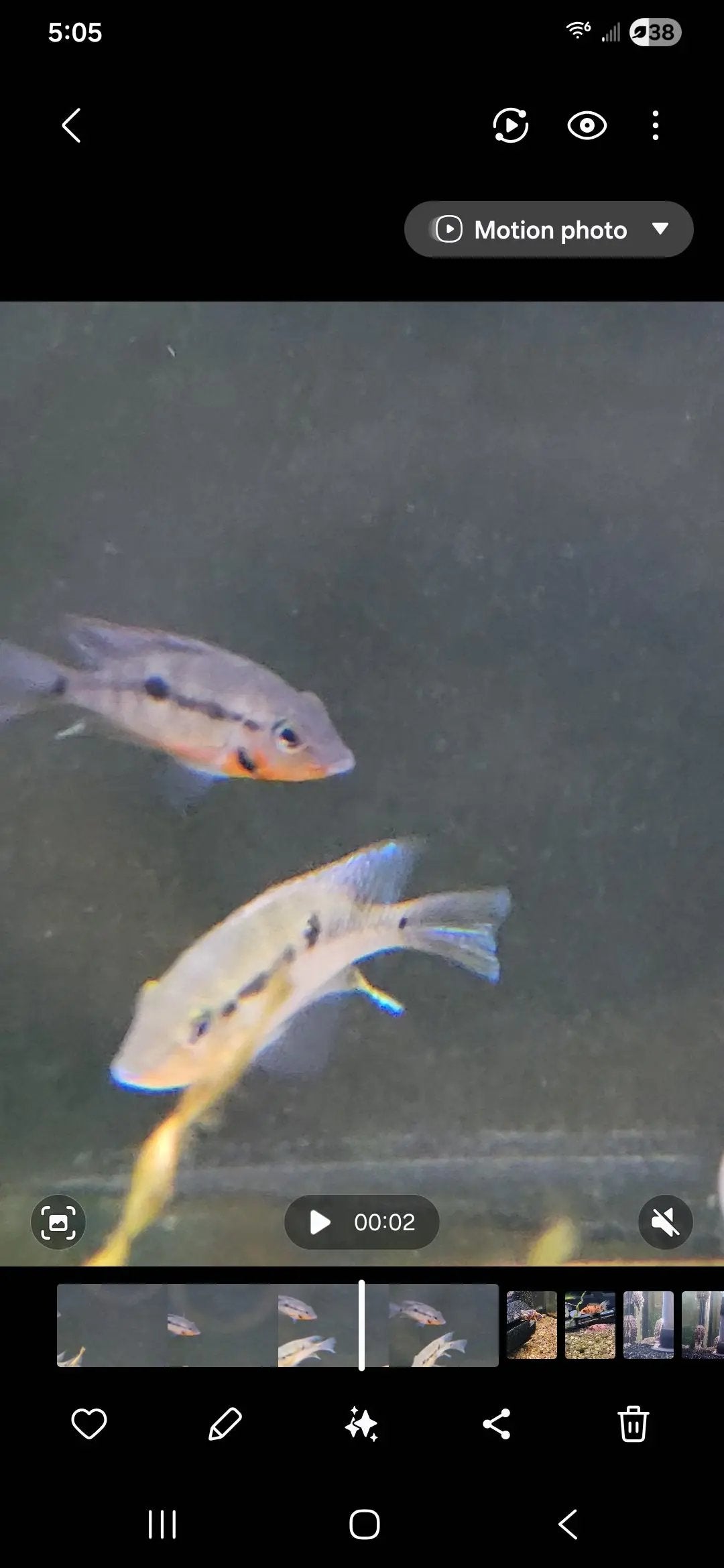 Firemouth Cichlid (Thorichthys meeki) – vibrant Central American cichlid with red throat and blue-silver body flaring its gills in a planted freshwater aquarium