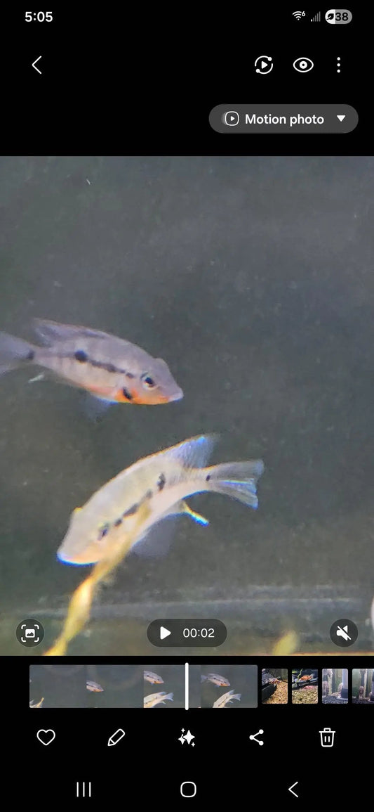 Firemouth Cichlid (Thorichthys meeki) – vibrant Central American cichlid with red throat and blue-silver body flaring its gills in a planted freshwater aquarium