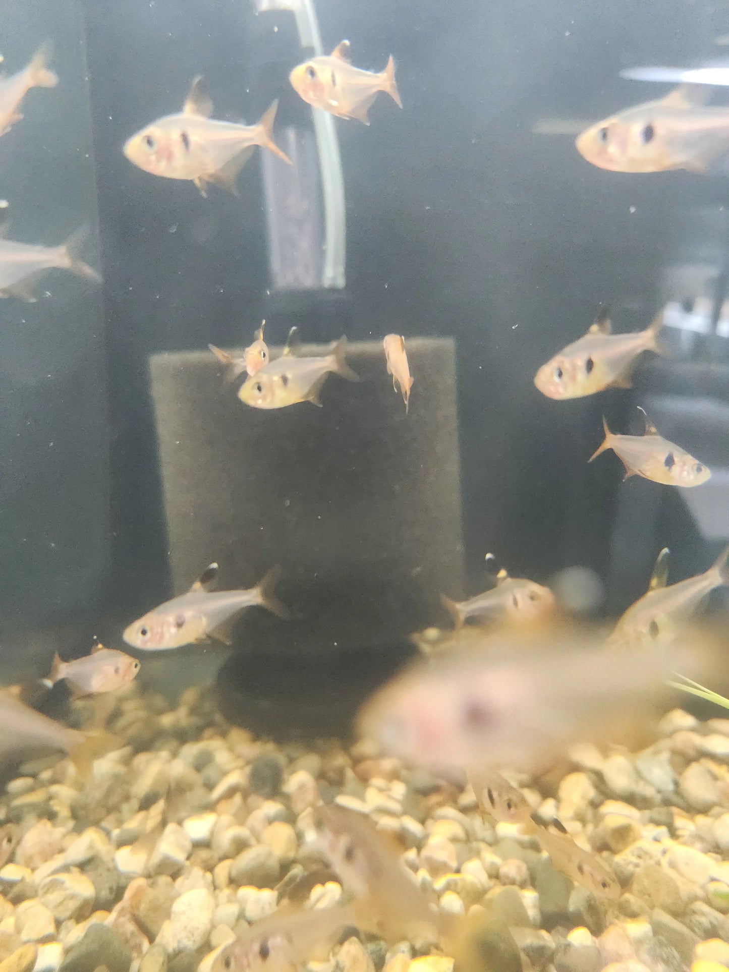 Red Phantom Tetra (Hyphessobrycon sweglesi) – peaceful freshwater aquarium fish with deep red body, black dorsal fin, and clear fins, ideal for planted tanks