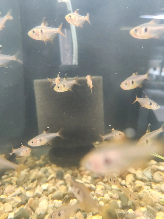 Red Phantom Tetra Tropical Treasures Wyo