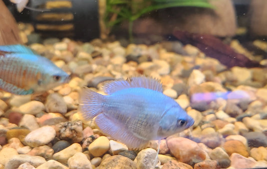 Green Neon Dwarf Gourami – bright green and blue iridescent nano gourami swimming in a planted freshwater aquarium