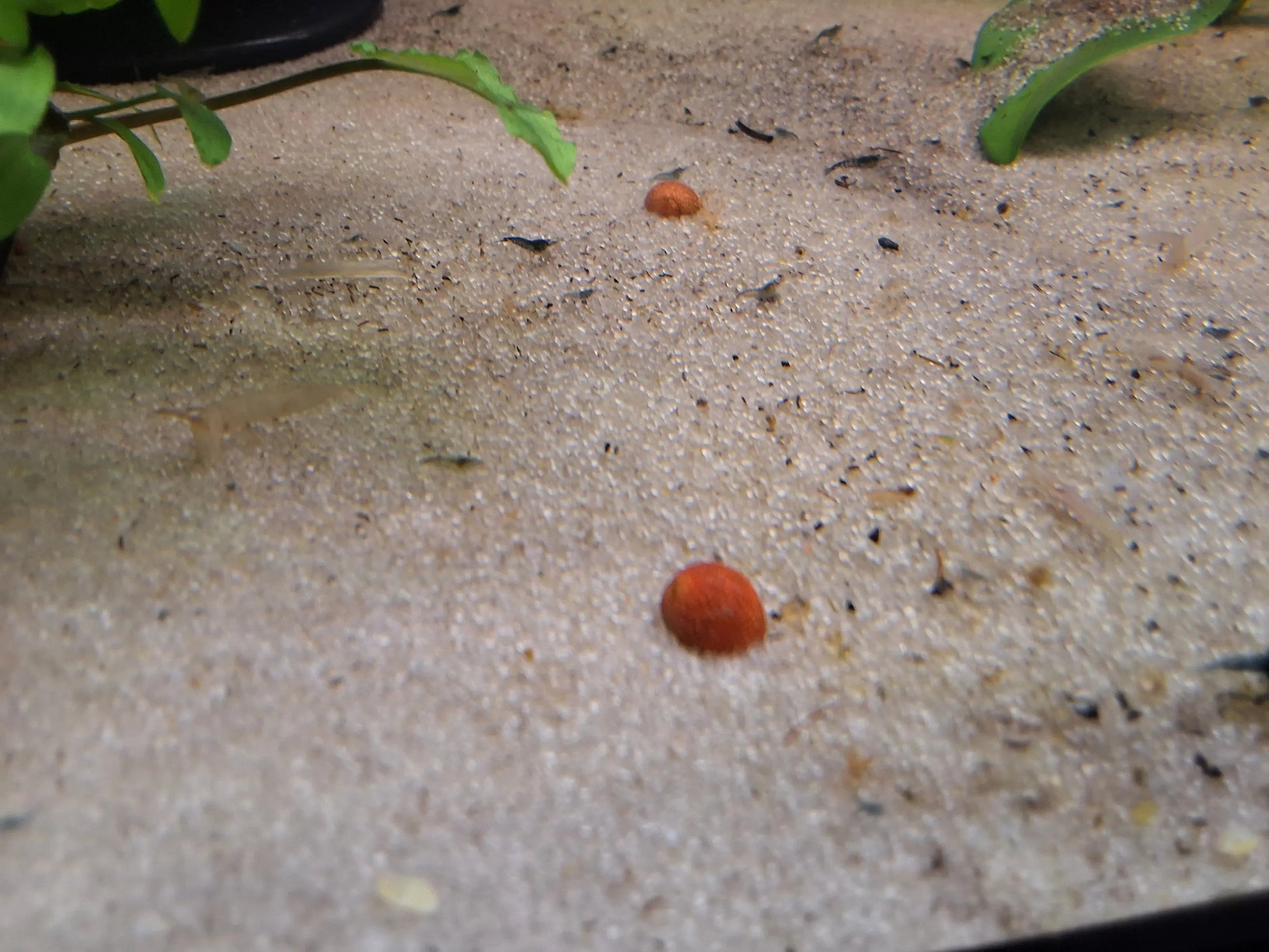 Nerite Pumpkin Red Snail (Vittina waigiensis) – bright orange-red shell snail grazing on glass in a planted freshwater aquarium, peaceful algae cleaner