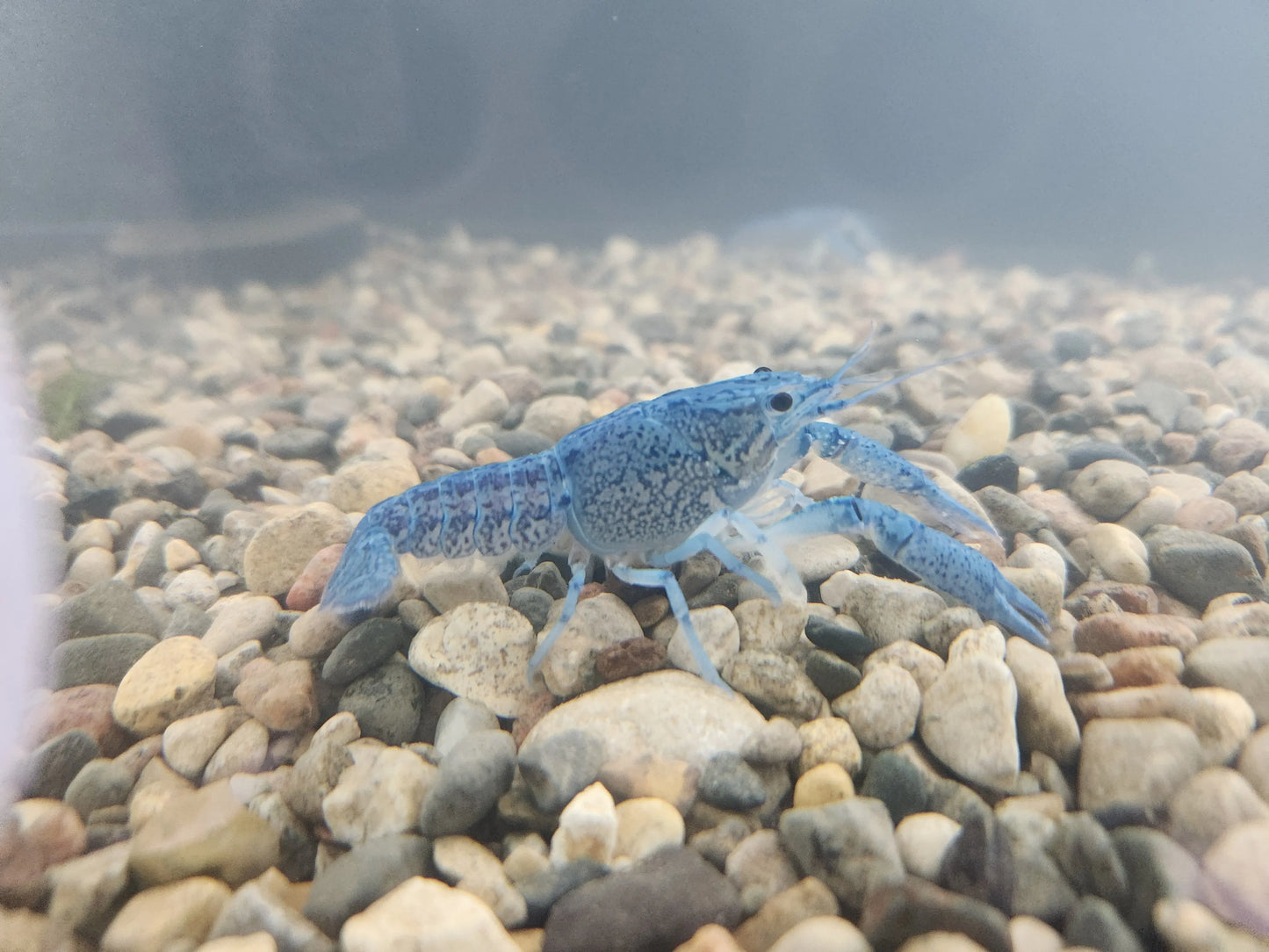 Electric Blue Crayfish vibrant cobalt blue in freshwater aquarium