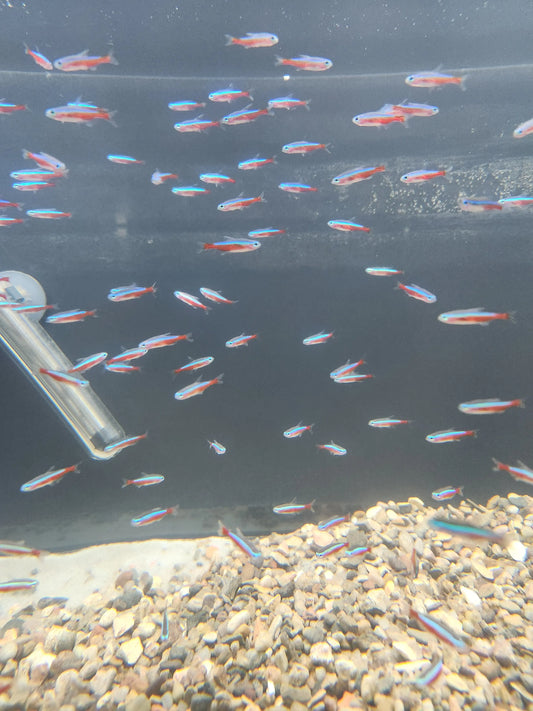 Cardinal Tetra Tropical Treasures Wyo
