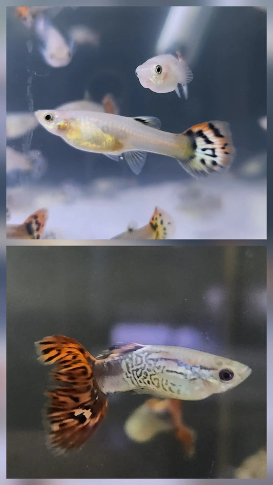 Guppy Snakeskin Red Delta (Pair M/F) Tropical Treasures Wyo LLC
