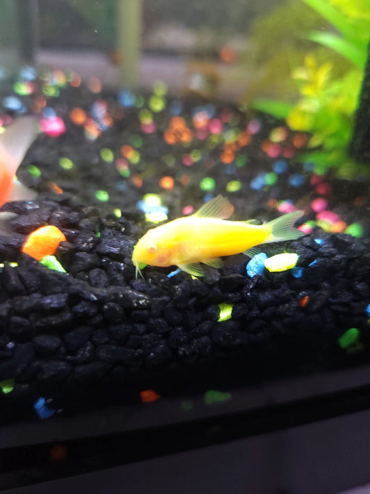 GloFish® Yellow Cory