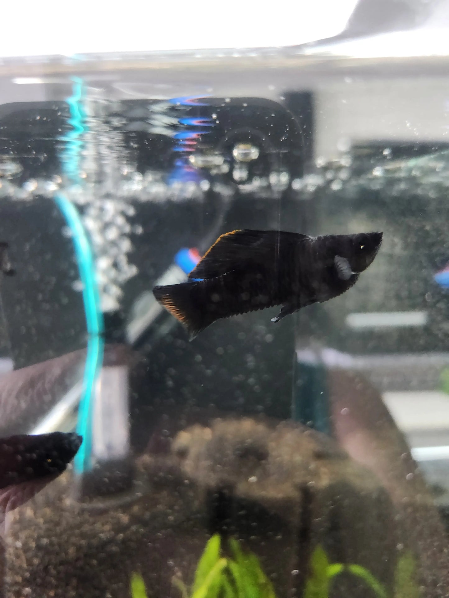 Black Sailfin Molly (Poecilia latipinna) – solid black livebearer fish with large sail-like dorsal fin swimming in a freshwater aquarium.