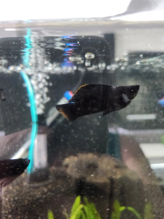 Black Sailfin Molly (Poecilia latipinna) – solid black livebearer fish with large sail-like dorsal fin swimming in a freshwater aquarium.