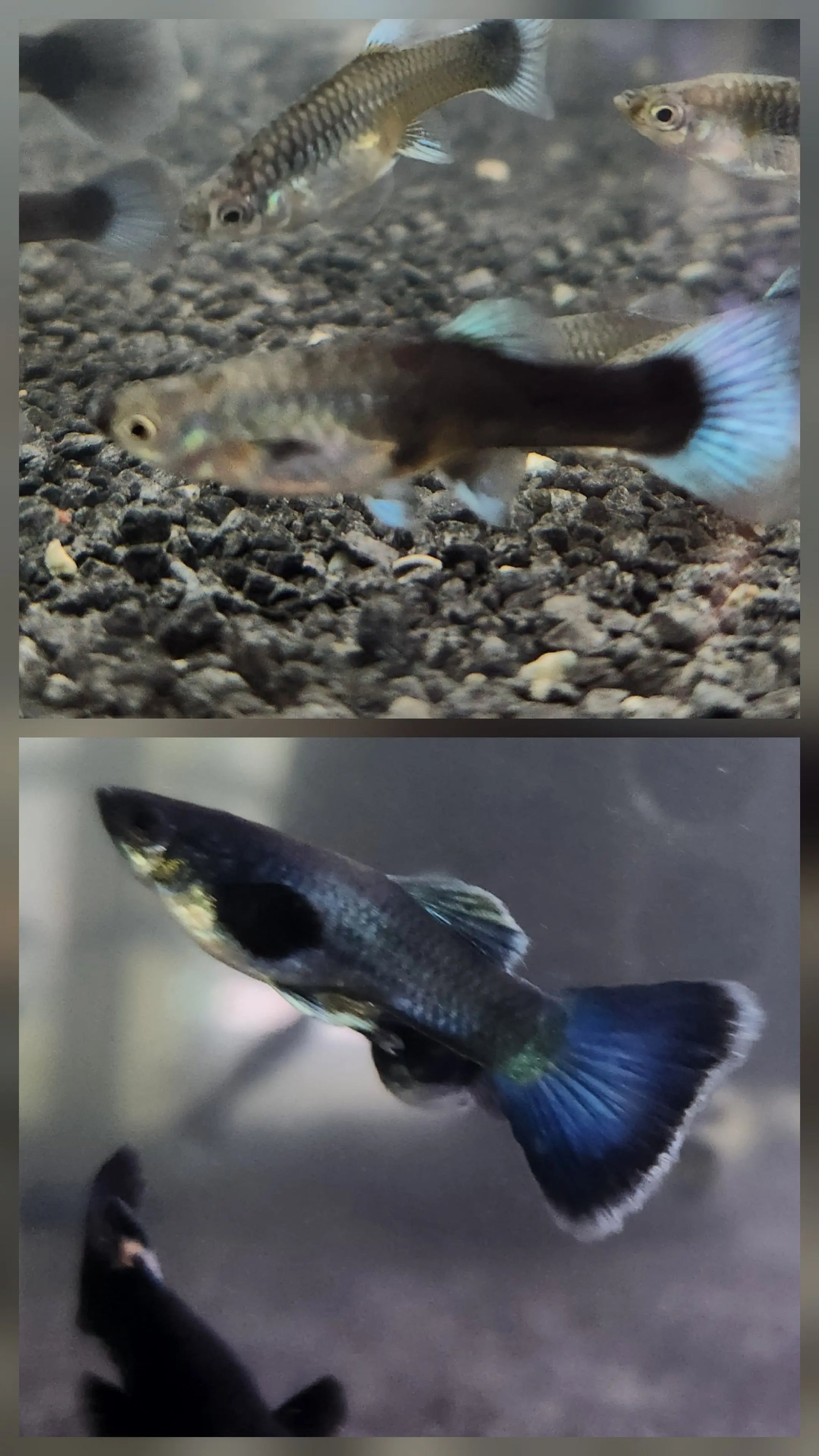 Guppy Blue Moscow Pair (M/F) Tropical Treasures Wyo LLC