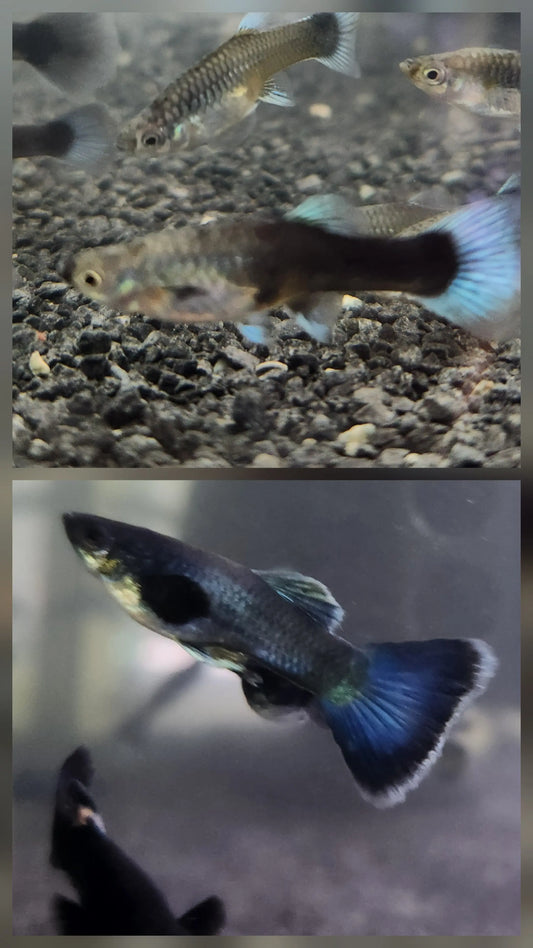 Guppy Blue Moscow Pair (M/F) Tropical Treasures Wyo LLC
